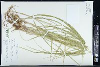 Carex emoryi image